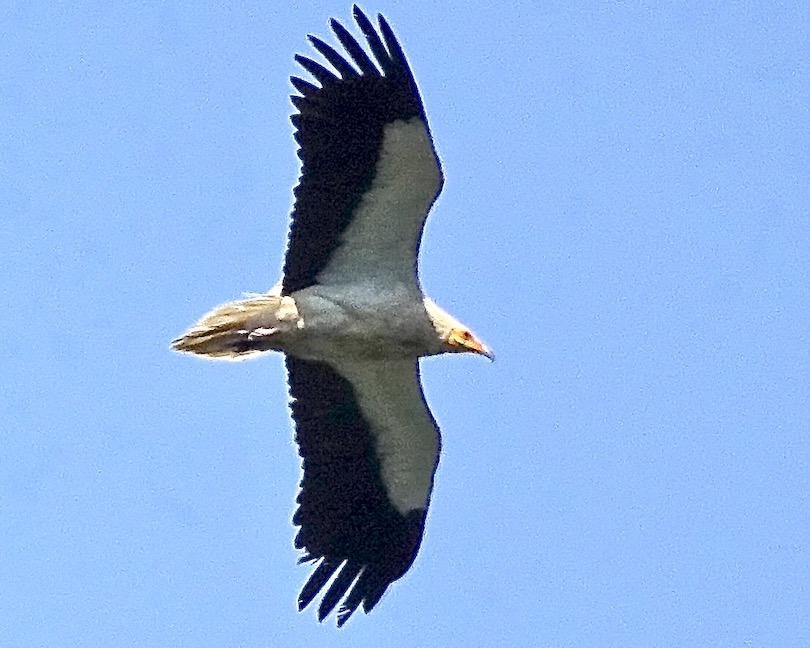 Egyptian vulture